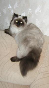 У меня уже  вторая  кошка. Первая выставочная была - персидская, окрас  шиншилла серебряная. Как-нибудь  соберусь с  силами, расскажу... удивительная  история  с  ней  приключилась. Сейчас  не  о  том... Обе  кошки выбрали  меня  сами.  Нынешняя ещё   котёнок  маленький была.Договор  был, приехали к  хозяину  питомника. Поставили  на  пол  переноску... мамочка  зашла, обнюхала и  котяша  моя в  переноску  нырнула  вслед  за  матерью. Кошка-мама вышла а котёнок  лёг  на  подстилку  и  заснул... мы  его, пока  везли... час  полтора не  слышали  даже. Дома... дитё  осмотрелось. Наверное  ей  у  нас  понравилось,  никаких  проблем  не  было: туалет, кормёжка - всё  путём.  Это  они  нас  выбирают... теперь я  это  знаю  точно. А ещё... у кошки  должен  быть  дом ... или  вот  так  ДОМ! ...принесли вот  такое  чудо (любимое  место)... чудо росло-росло-росло и... клавиатуру пришлось  переселить  на  выдвижную  полку  а ЧУДО заняло  весь рабочий стол у  монитора. Иногда  на  диване...и так между прочим