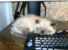У меня уже  вторая  кошка. Первая выставочная была - персидская, окрас  шиншилла серебряная. Как-нибудь  соберусь с  силами, расскажу... удивительная  история  с  ней  приключилась. Сейчас  не  о  том... Обе  кошки выбрали  меня  сами.  Нынешняя ещё   котёнок  маленький была.Договор  был, приехали к  хозяину  питомника. Поставили  на  пол  переноску... мамочка  зашла, обнюхала и  котяша  моя в  переноску  нырнула  вслед  за  матерью. Кошка-мама вышла а котёнок  лёг  на  подстилку  и  заснул... мы  его, пока  везли... час  полтора не  слышали  даже. Дома... дитё  осмотрелось. Наверное  ей  у  нас  понравилось,  никаких  проблем  не  было: туалет, кормёжка - всё  путём.  Это  они  нас  выбирают... теперь я  это  знаю  точно. А ещё... у кошки  должен  быть  дом ... или  вот  так  ДОМ! ...принесли вот  такое  чудо (любимое  место)... чудо росло-росло-росло и... клавиатуру пришлось  переселить  на  выдвижную  полку  а ЧУДО заняло  весь рабочий стол у  монитора. Иногда  на  диване...и так между прочим