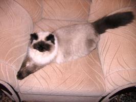 У меня уже  вторая  кошка. Первая выставочная была - персидская, окрас  шиншилла серебряная. Как-нибудь  соберусь с  силами, расскажу... удивительная  история  с  ней  приключилась. Сейчас  не  о  том... Обе  кошки выбрали  меня  сами.  Нынешняя ещё   котёнок  маленький была.Договор  был, приехали к  хозяину  питомника. Поставили  на  пол  переноску... мамочка  зашла, обнюхала и  котяша  моя в  переноску  нырнула  вслед  за  матерью. Кошка-мама вышла а котёнок  лёг  на  подстилку  и  заснул... мы  его, пока  везли... час  полтора не  слышали  даже. Дома... дитё  осмотрелось. Наверное  ей  у  нас  понравилось,  никаких  проблем  не  было: туалет, кормёжка - всё  путём.  Это  они  нас  выбирают... теперь я  это  знаю  точно. А ещё... у кошки  должен  быть  дом ... или  вот  так  ДОМ! ...принесли вот  такое  чудо (любимое  место)... чудо росло-росло-росло и... клавиатуру пришлось  переселить  на  выдвижную  полку  а ЧУДО заняло  весь рабочий стол у  монитора. Иногда  на  диване...и так между прочим