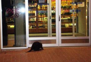 ... и тут  так же нет понятно... магазин-то ещё закрыт. А может бобёр на свидание с ...белочкой? ;)