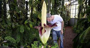 В прошлое воскресенье  такой же  расцвел в  ботаническом саду  города Нант, во Франции. Там его называли Amorphophallus Titanum, а переводили название как «Пенис Титана» именно за схожесть с мужским половым органом. Длина находящегося в Ботаническом саду французского города Нант Amorphophallus Titanum – 1,6 м. А может достигать  трёх метров...