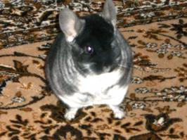 Приятно познакомиться, Плут... собственной  персоной ,на выгуле, в фас и в профиль )))