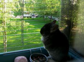 Приятно познакомиться, Плут... собственной  персоной ,на выгуле, в фас и в профиль )))