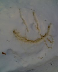 Зимних радостей пост 