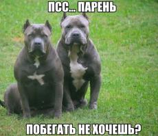 А мне вот эти красавчики нравятся