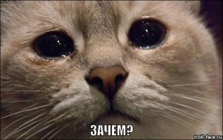Самый равнодушный кот