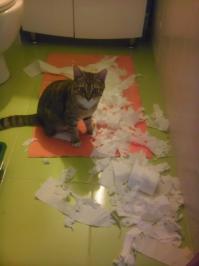 Котэ вчера учудил.:)