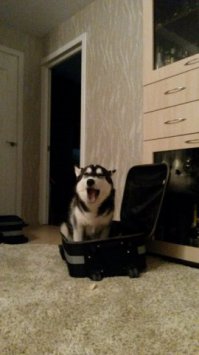 Мой хась тоже обожает в сумки залазить, чтоб дома его не забыли)))