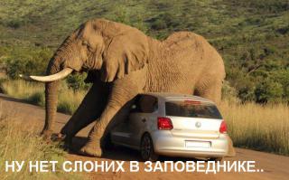 Слон напугал посетителей заповедника