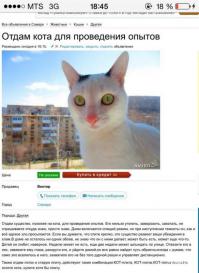 Все рыжие коты наглые сволочи