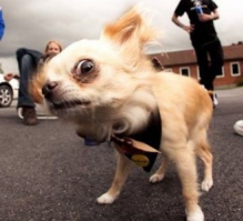 Сбил собрата