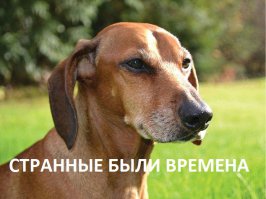 Разжиревшая такса до и после похудения