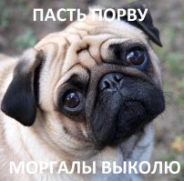 Не серди пса