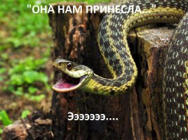 Как змея рыбку словила