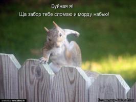 Вазелин - лучшее средство против белок воришек