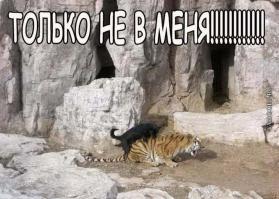 Смешные картинки с подписями