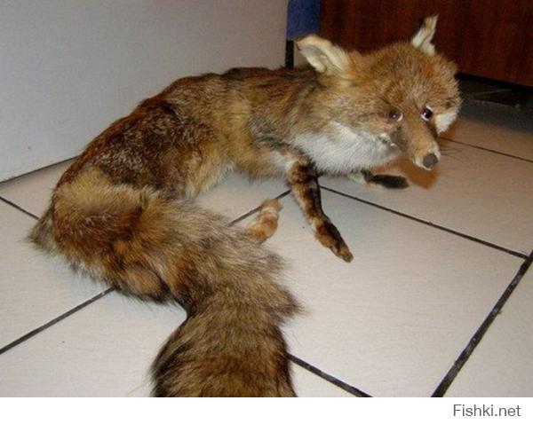 Таксидермисты жгут