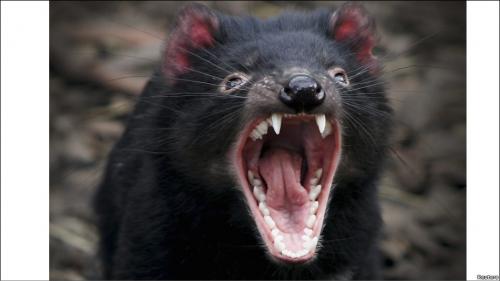 Хорошо, что не Тасманский Дьявол!