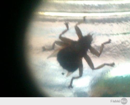 Вот, получше качество, видны рудиментарные крылышки: