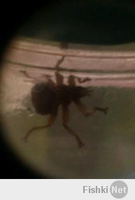 Тантал+титан! Можно, конечно - как родной приживается ))

Вот, поймал образец (качество неважное, через телефон+объектив от фотоувеличителя):