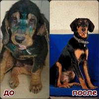  Потеряшки: Было - Стало