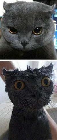 Снимали временно халупу в частном секторе, пришла кошечка худющщая, облезлая грязно-рыже-серая, скрипит вместо "мяу"..
Переехали в общагу, забрали это чудо с собой - искупали, отъелась, полиняла, подросла - британка! Почти чистокровная, и характер соответствующий.
Не она, но похожа: