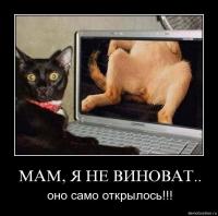 Кошки как люди