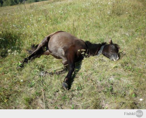 Уставший медведь уснул на опоре ЛЭП