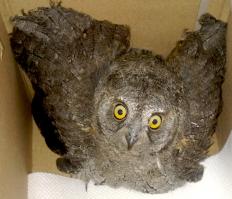 Вот моя сплюшка. Как большая. Только маленькая. Отпустили, но она
прилетает, сидит на столбе и заглядывает во двор. А может,  это и не
она. Но зачем чужой сове заглядывать к нам во двор?