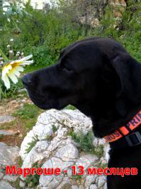 С фараонами этот щенок и рядом не лежал. У меня метис - от папы
английского сеттера и мамы уиппета, так тоже надоели расспросы
что за порода. Отвечаю - немецкий пойнтер, собака подойдет и
рявкнет для убедительности, пока верят.