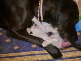 Что-то блохи в этом году крупные...