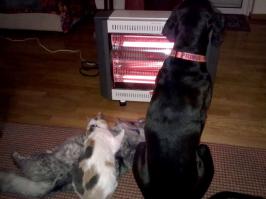 Зимнее перемирие