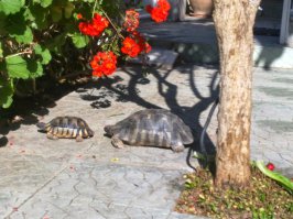 В паровозик играют