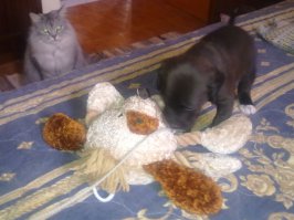 Собака. Но ничего, я сделаю из нее человека.