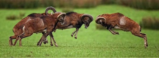 Дикий мужик с мамой