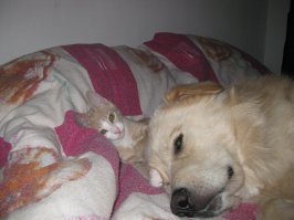 а это мои чудики)обоих нашла на улице,котенка принесла когда собаку было 3 года,очень подружились,обожают спать вместе)))...на моей кровати.....