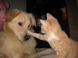 а это мои чудики)обоих нашла на улице,котенка принесла когда собаку было 3 года,очень подружились,обожают спать вместе)))...на моей кровати.....