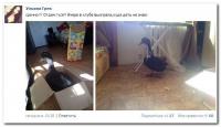Вообщето это утка