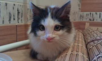 сегодня подобрал котю заберите косоглазого, отмыл накормил 365 блох вычесал, г миасс донская 52 сот 89514652244