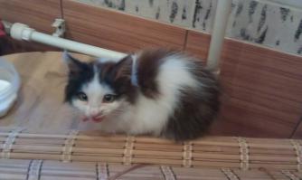 сегодня подобрал котю заберите косоглазого, отмыл накормил 365 блох вычесал, г миасс донская 52 сот 89514652244