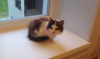 сегодня подобрал котю заберите косоглазого, отмыл накормил 365 блох вычесал, г миасс донская 52 сот 89514652244