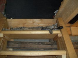 Спящие. Воскресный пост