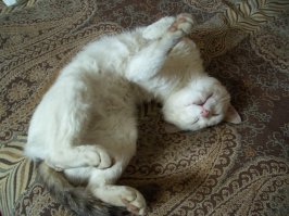 Спящие. Воскресный пост