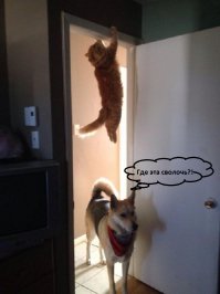 Как кошка с собакой