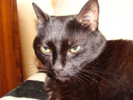 А это моё чудушко - Марсель. Тоже был подобран "на помойке". Почти ваш близнец. Только ему УЖЕ почти 15 лет. Умный, воспитанный, интеллигентный кот. Приносит только радость.