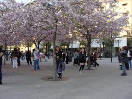 Вот так выглядела стокгольмская сакура во время моего визита туда.