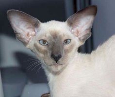 Во-первых на фотке таский кот, не сиамец. А во-вторых окрасов довольно много у них.
З.Ы. вот сиамец