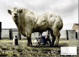 Этому быку тоже повезло в жизни