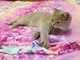 Мой зверек, добрый и пушистый, пока кенгуру не приносила)))