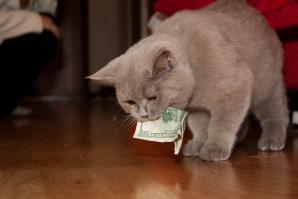 Коты-воришки, застуканные на месте преступления 